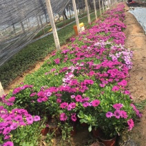 南非万寿菊农户直销南非万寿菊60万低价处理