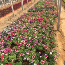 垂钓彩牵牛自产自销垂钓彩牵牛种植基地垂钓彩牵牛
