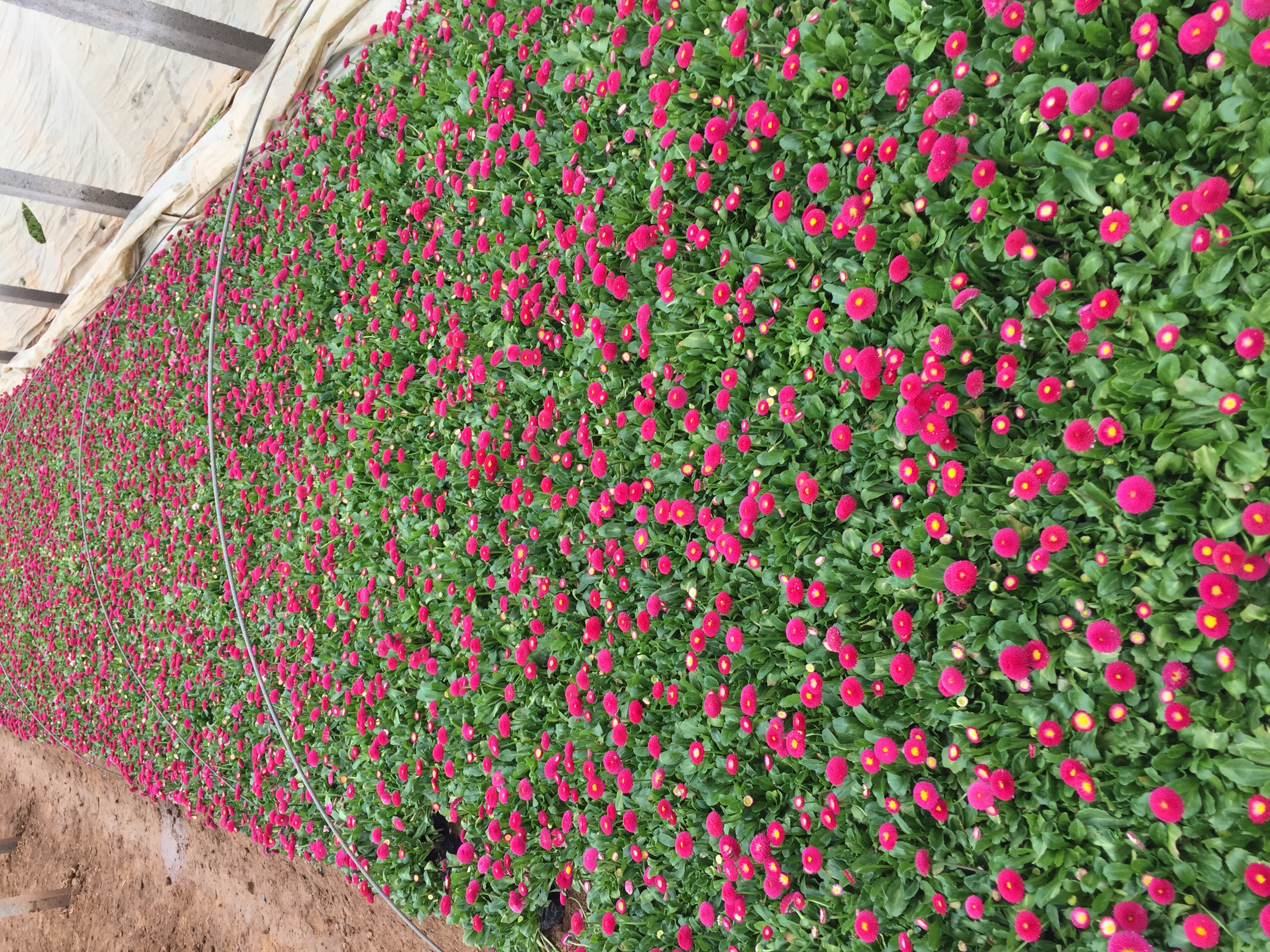 波斯菊花海景观与雏菊盆栽对比图