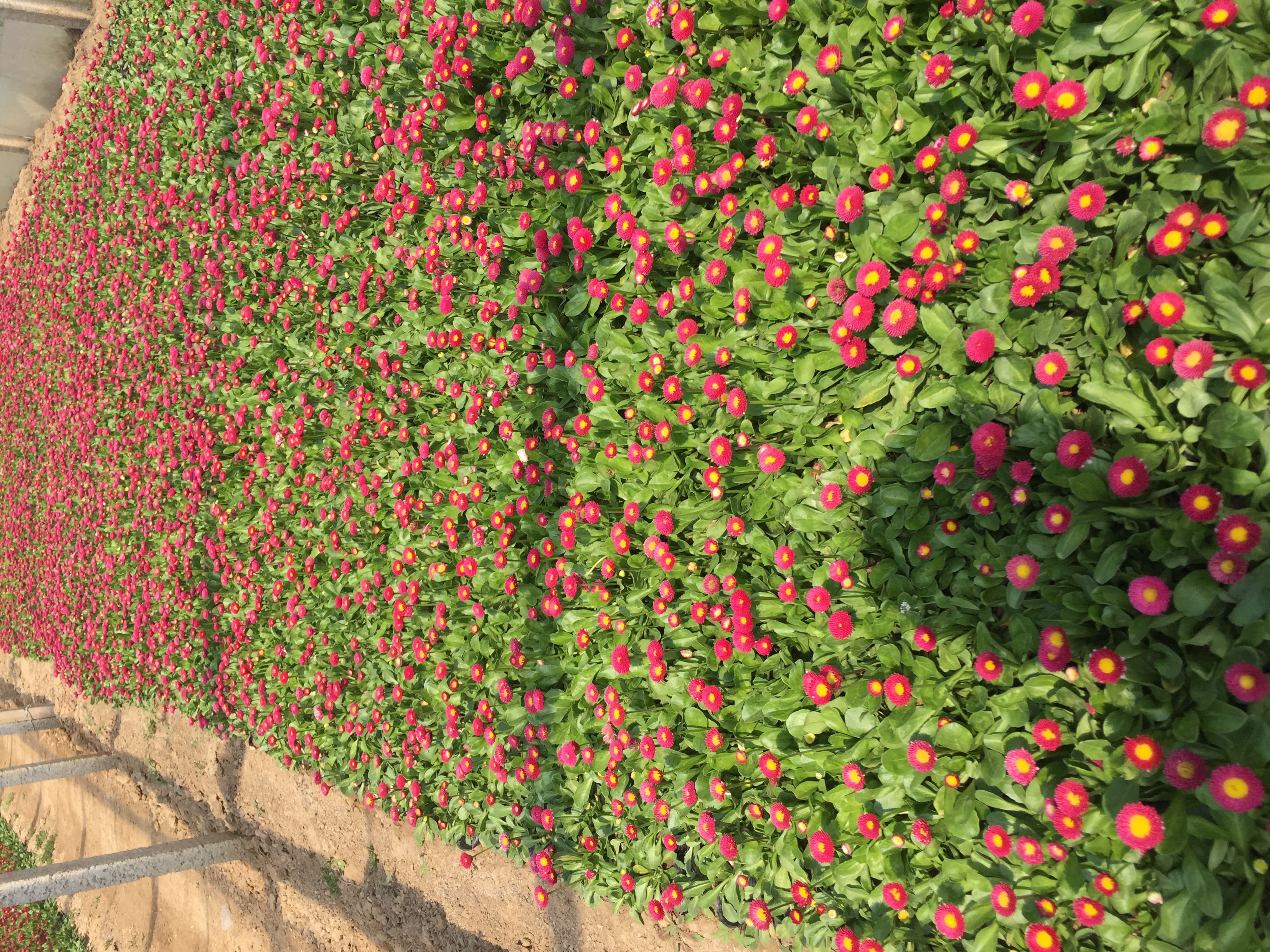 一片由白色和粉色雏菊组成的低矮花坛,花朵密集开放,绿叶衬托,背景为春季公园绿地,远处有树木和行人,整体呈现生机勃勃的春日园林风貌 雏菊花坛景观