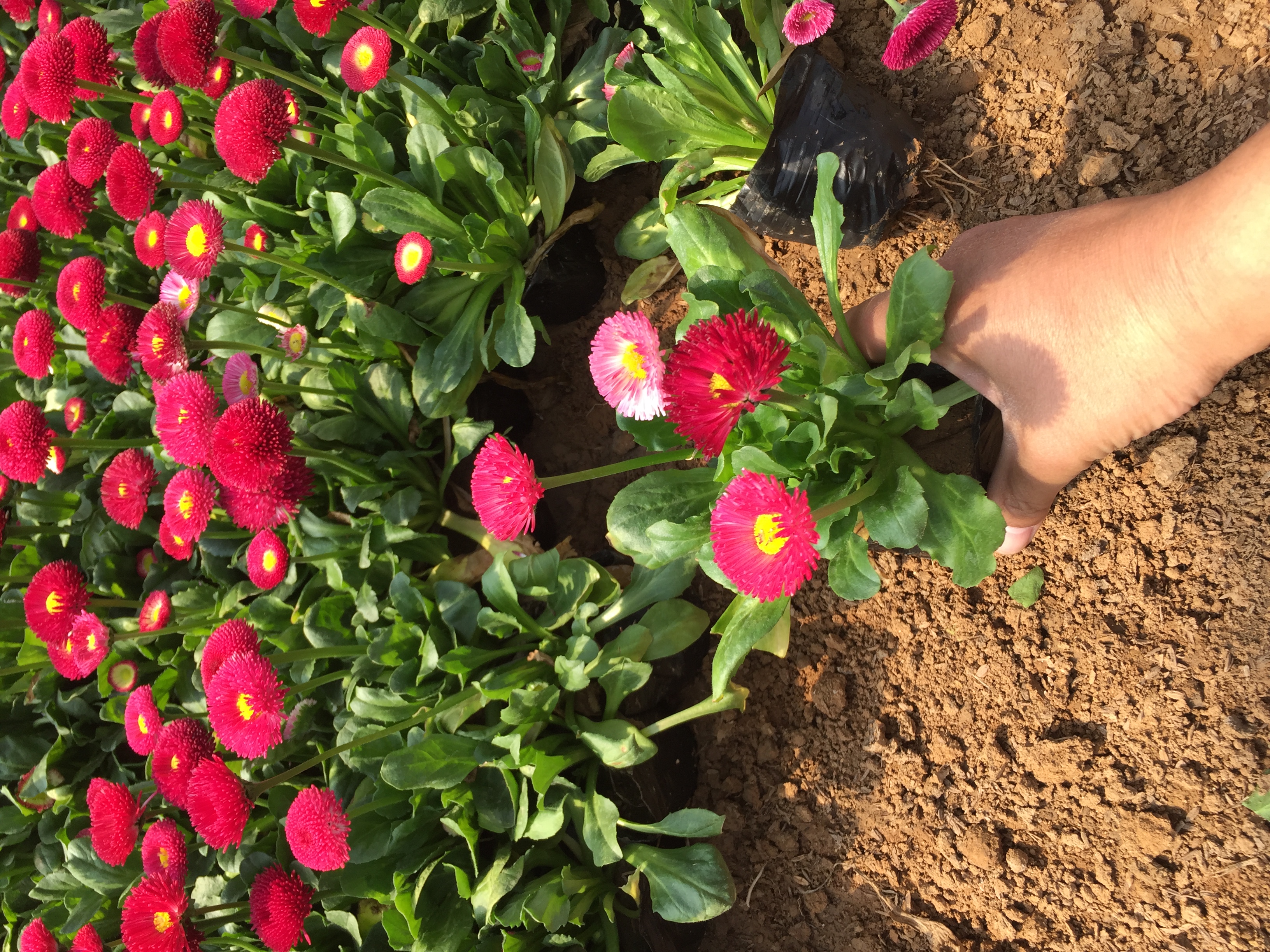 雏菊种植田间管理场景