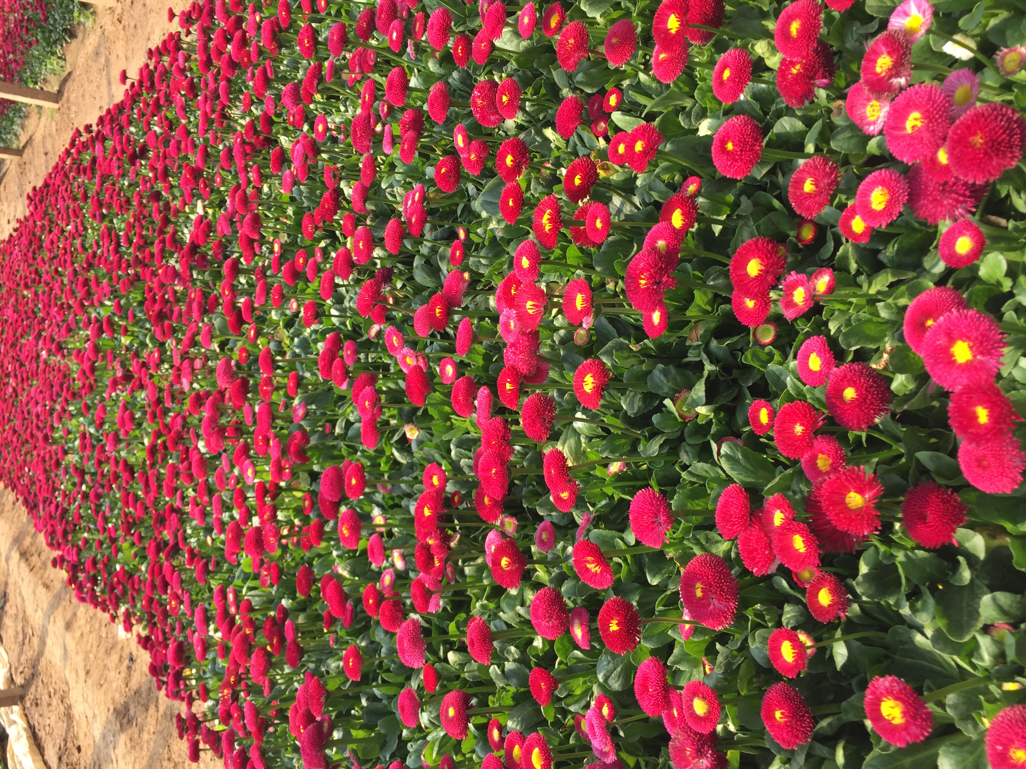 红色雏菊在花坛中成片种植,形成红色花海景观,适合城市绿化与节日装饰 红色雏菊在花坛中的应用