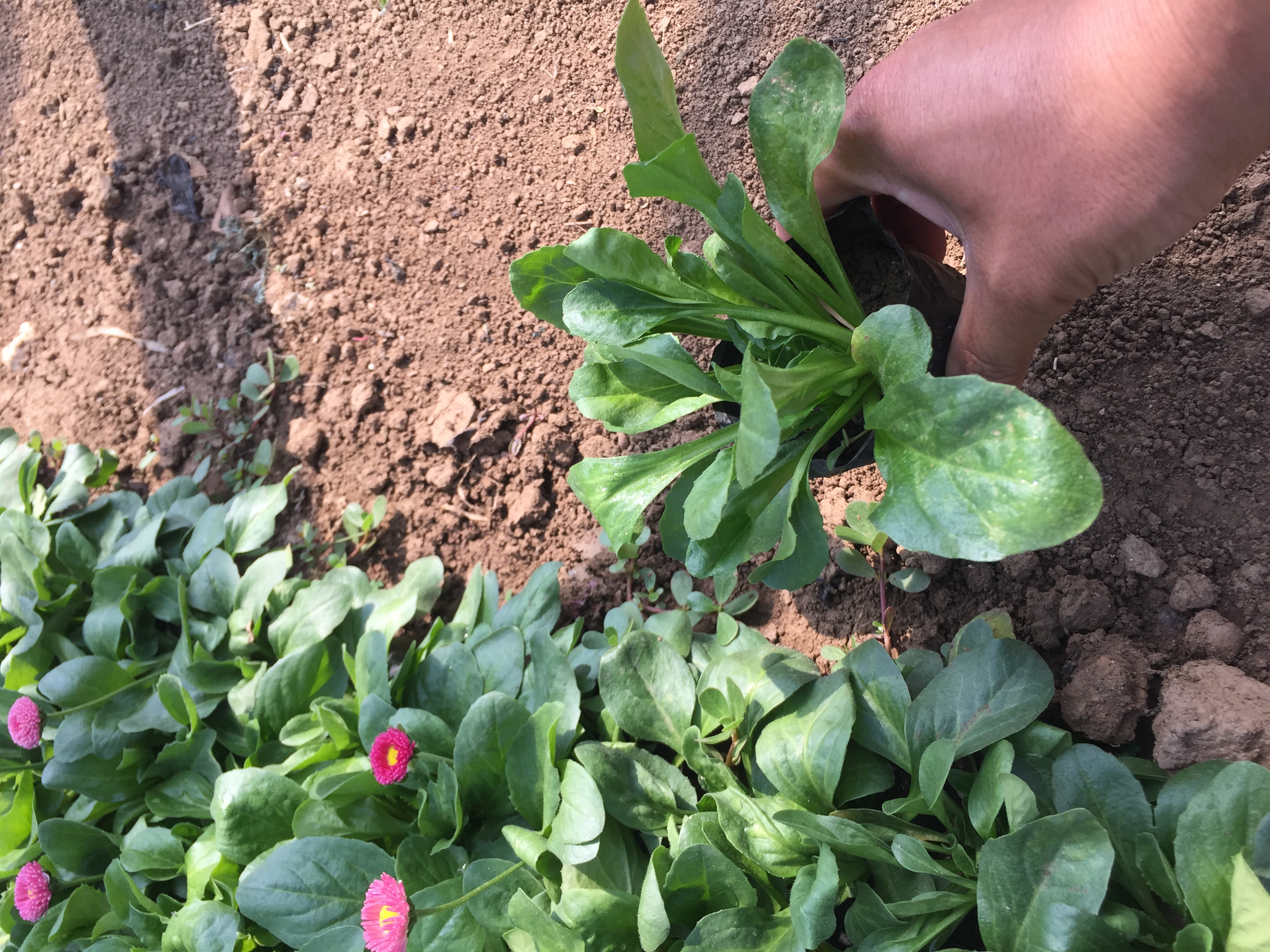 雏菊种植土壤准备示意图