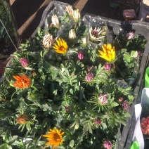 勋章菊农户直销勋章菊自产自销20万勋章菊处理