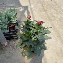 大丽花自产自销大丽花种植基地大丽花低价处理