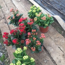 长寿花自产自销长寿花种植基地长寿花低价出售