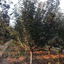 各类樱花树品种齐全，存活率高，支持视频看货-承接绿化工程