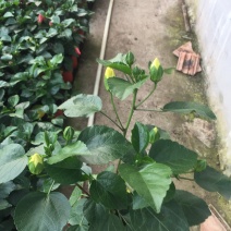 丹麦木槿自产自销丹麦木槿种植基地丹麦木槿低价处理