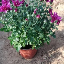千头菊自产自销千头菊600万基地直销