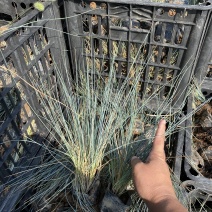 蓝羊茅农户直销800万蓝羊茅低价处理