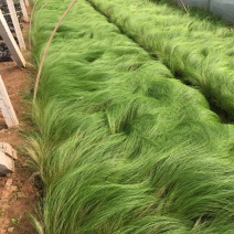 细茎针茅自产自销细茎针茅种植基地600万细茎针茅