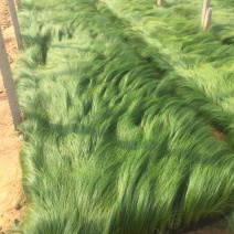 墨西哥羽毛草自产自销墨西哥羽毛草100万低价处理处理
