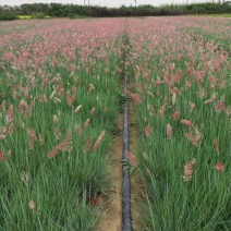坡地毛冠草自产自销坡地毛冠草种植基地