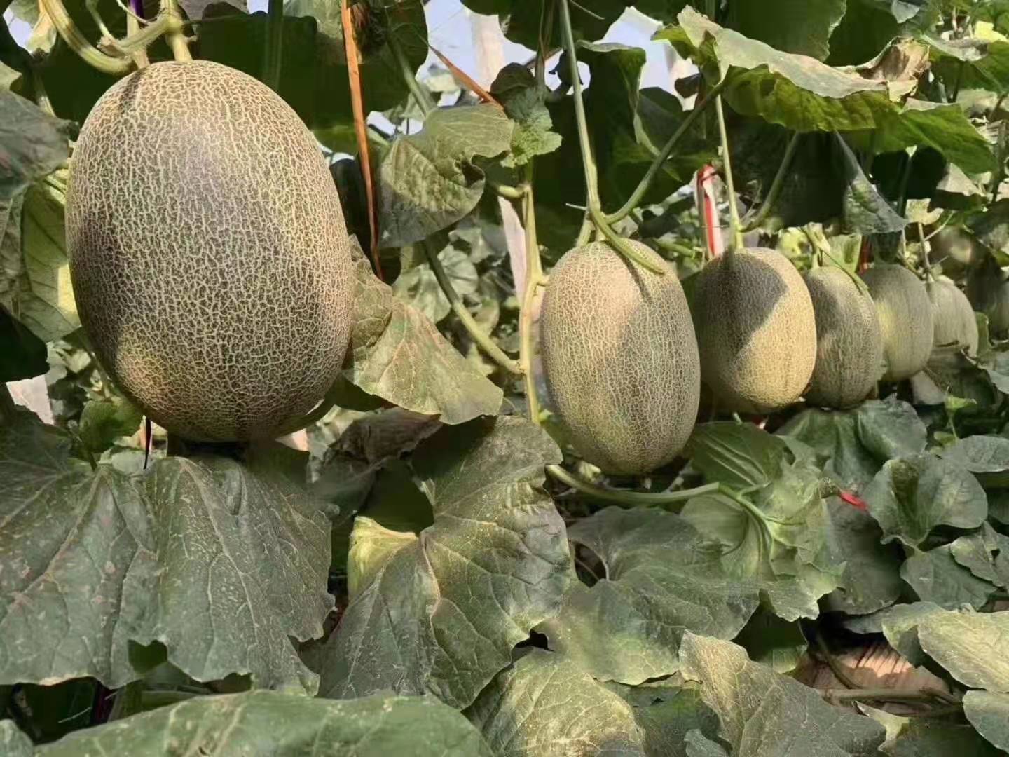 花皮甜瓜在田间生长实景图