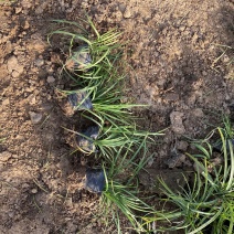 沿阶草自产自销沿阶草种植基地60万他经常自产自销