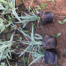 花叶芦竹自产自销花叶芦竹种植基地60万花叶芦竹