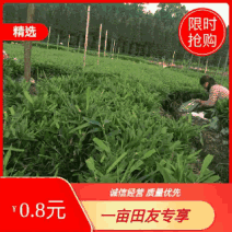 四川竹苗批发一年生优质楠竹苗子壮苗规格齐全