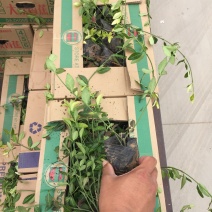 小叶扶芳藤自产自销小叶扶芳藤种植基地