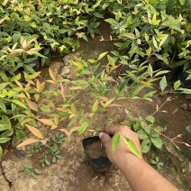 南天竹种植基地南天竹自产自销南天竹。批发