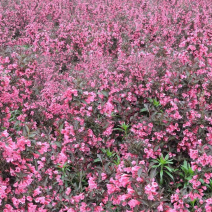 紫叶锦带农户直销紫叶基地种植基地。自产自销。