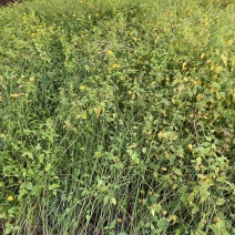 棣棠自产自销棣棠种植基地棣棠批发