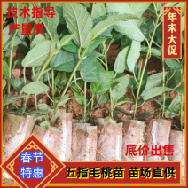 【优质】五指毛桃种苗，专业种植技术、产量高！大量收购鲜货