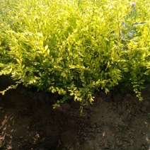 金叶水蜡绿叶水蜡紫叶水蜡自产自销种植基地