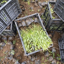 金叶莸自产自销金叶莸种植基地金叶莸农户直销