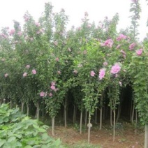 木槿自产自销木槿种植基地。木槿农户直销。