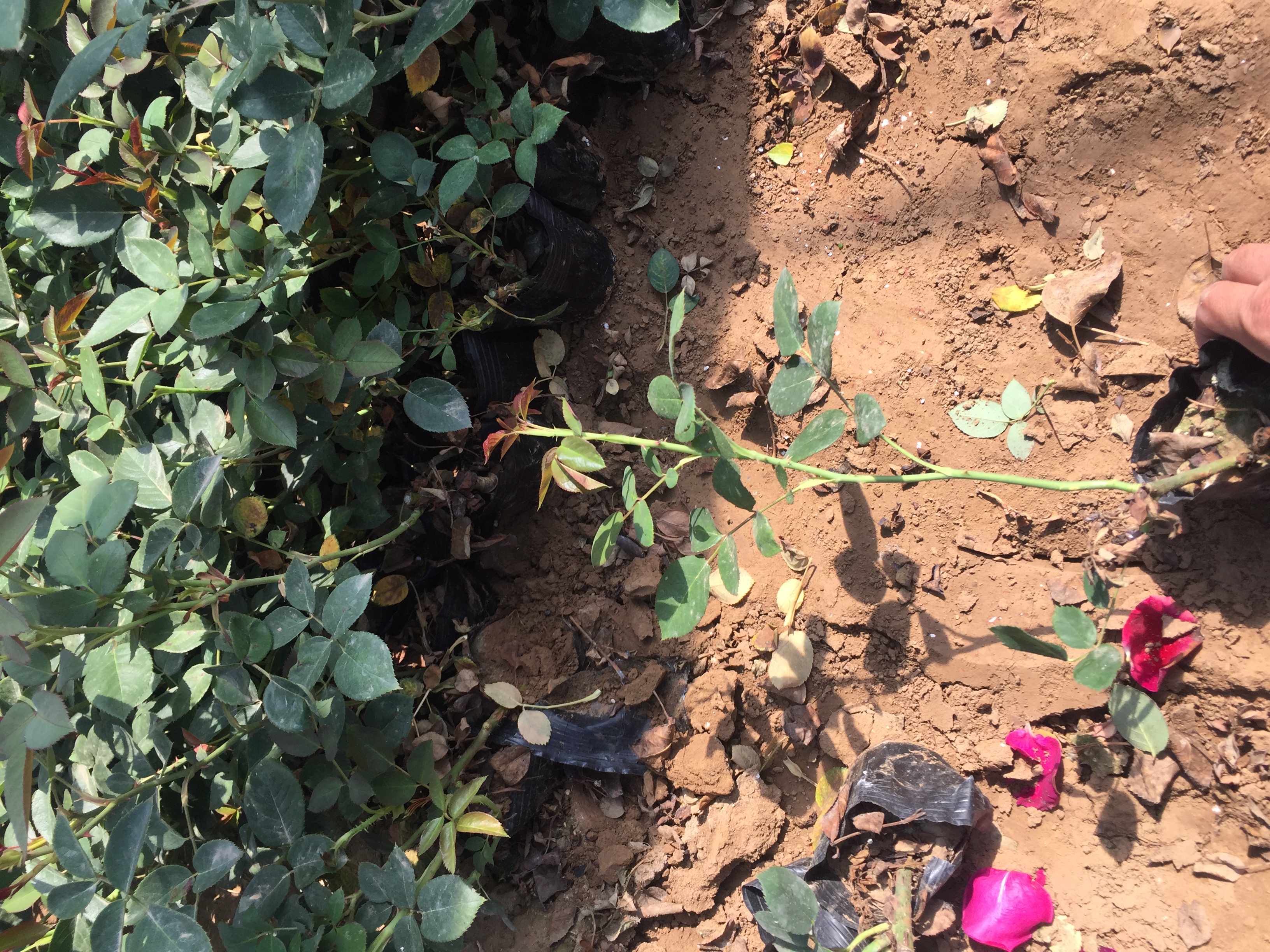 信息可视化图表展示大花月季花瓣的横切面显微图像,标注表皮细胞、油腺体等结构;右侧列出主要化学成分柱状图,包括黄酮、多酚、维生素C、花青素和挥发油的含量数据,底部注明检测机构与方法 大花月季花瓣显微结构与化学成分图表