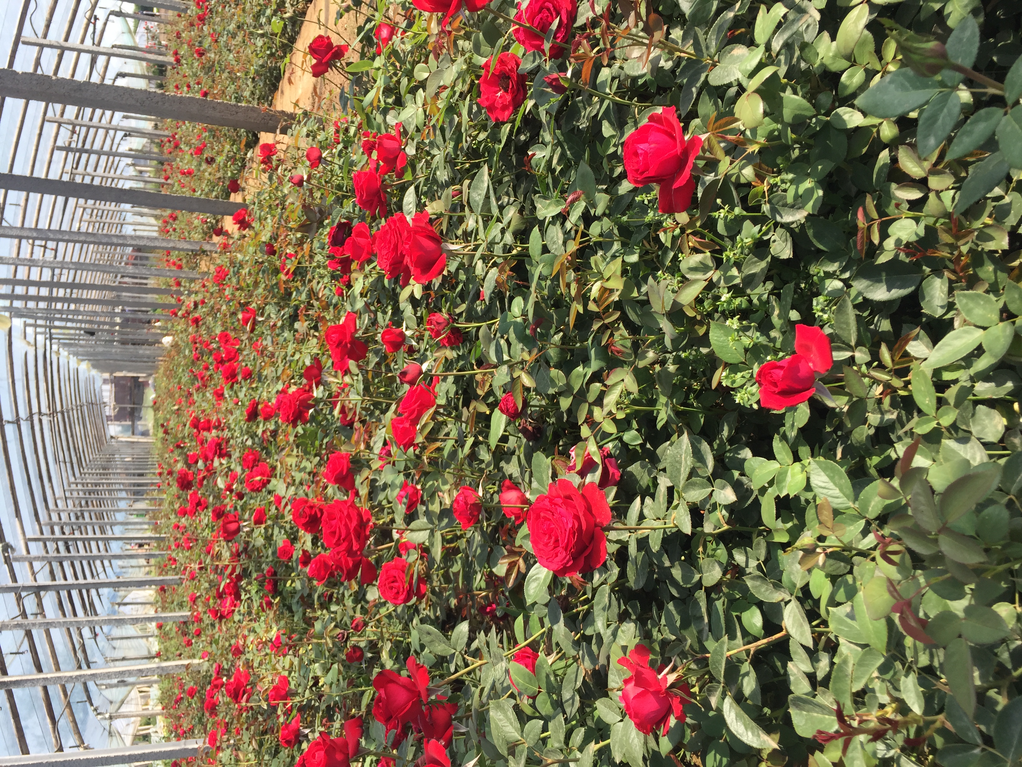 丰花型大花月季红双喜种植基地航拍图