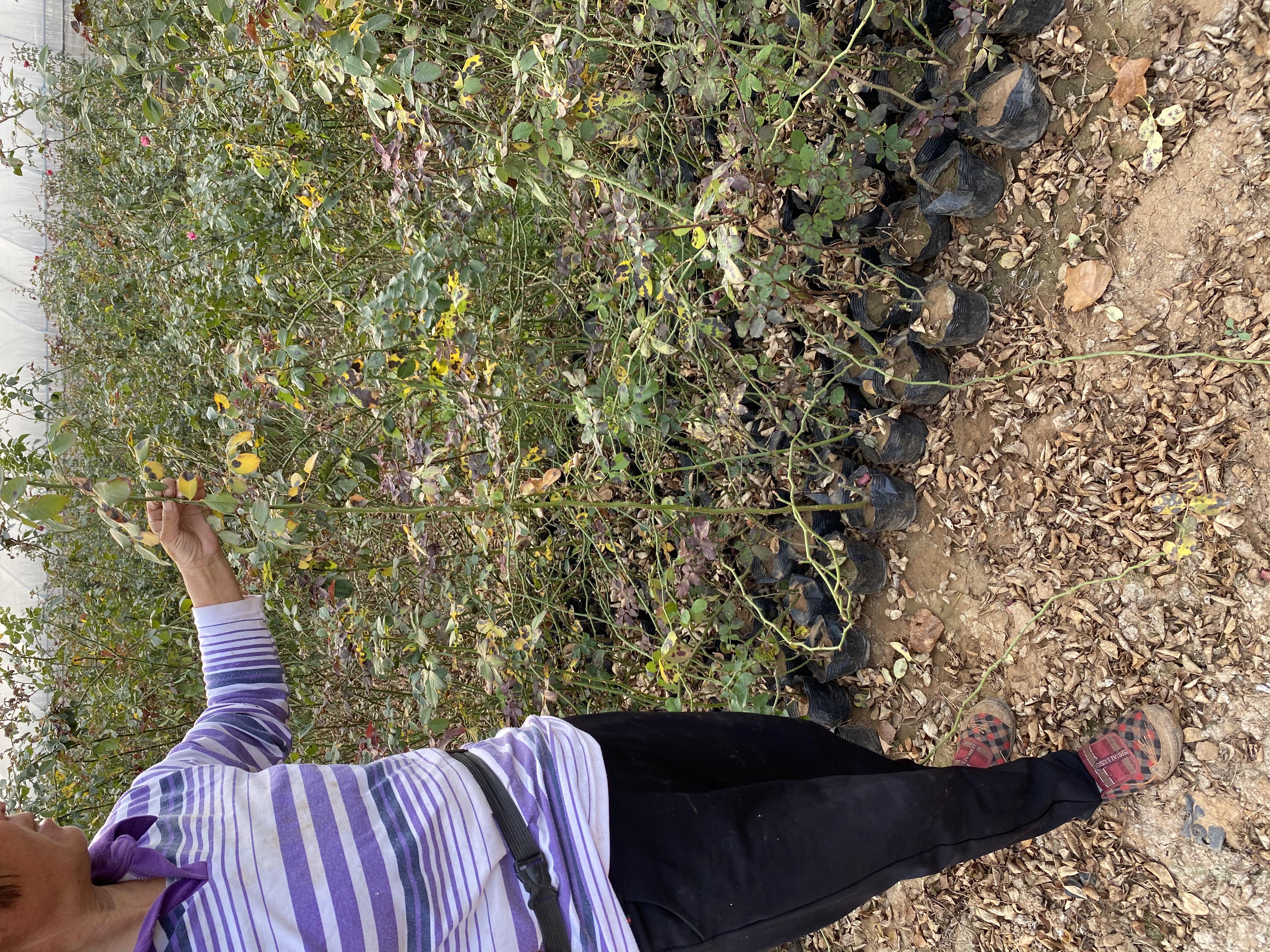 藤本月季打顶操作示意图