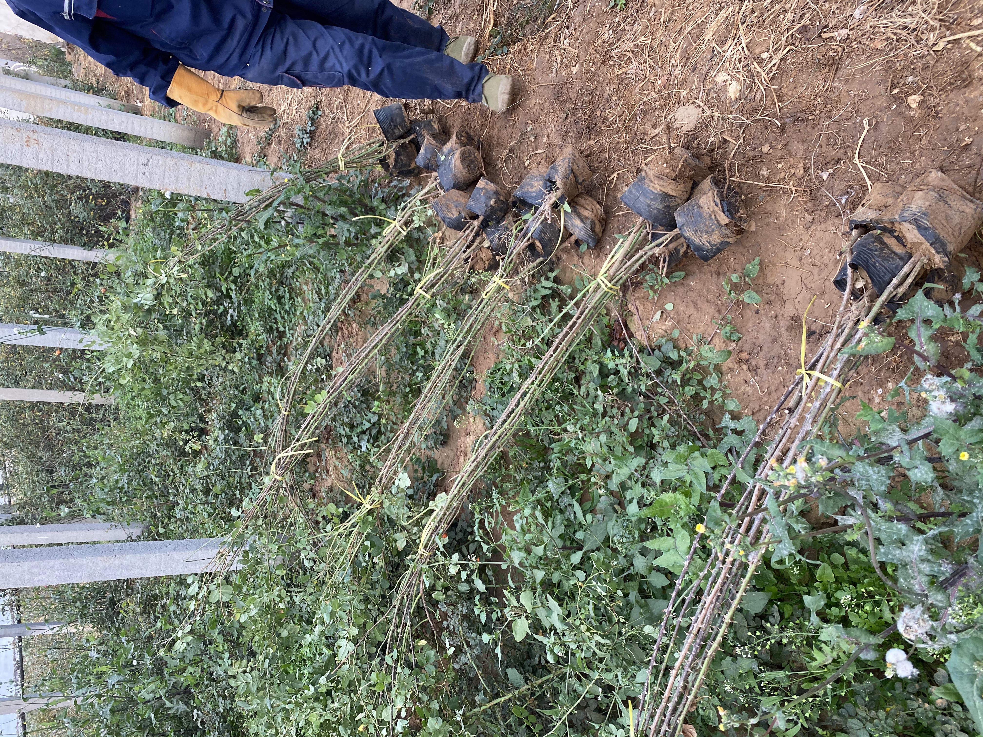 园艺师正在修剪和牵引藤本月季的枝条