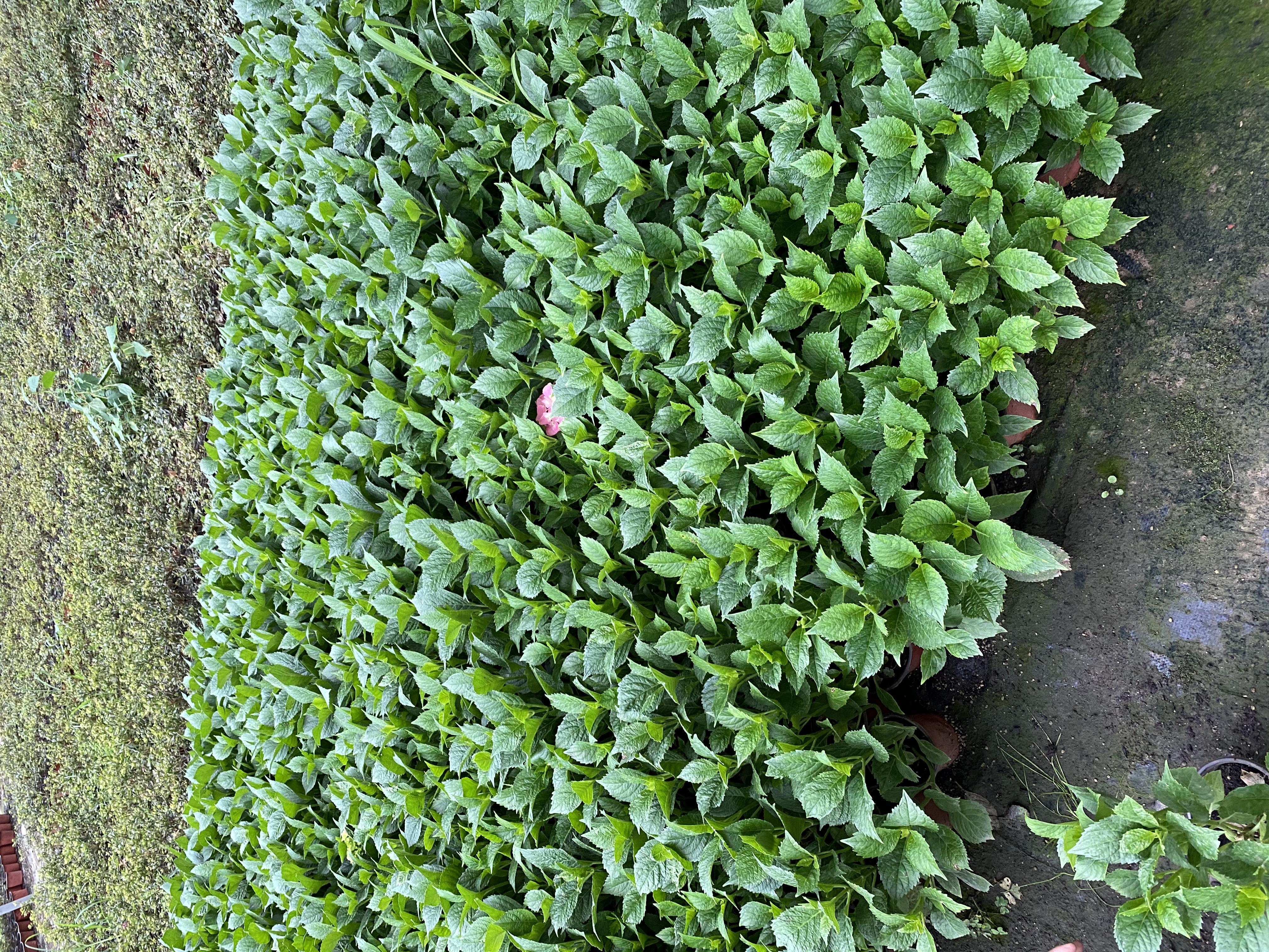 八角金盘植物图,展示其掌状叶片与整体植株形态 八角金盘植物图