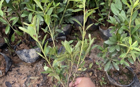 速生白蜡价格行情_今日速生白蜡价格多少钱一斤 _ 一亩田