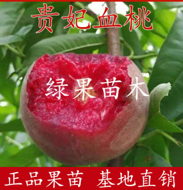 血桃树苗 贵妃血桃苗 嫁接果树苗 南方北方种植 基地直销