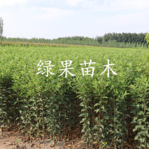沙果苗小苹果花红果树苗耐寒好成活南北方均可种植
