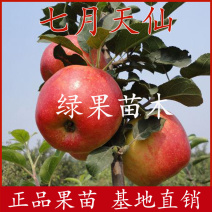 特早熟苹果新品种七月天仙苹果苗南北方种植包成活