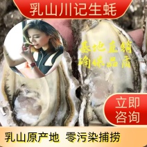 【牛商推荐】正宗威海乳山生蚝贝类二倍体牡蛎海蛎子批发
