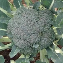 西蓝花苗寒秀炎秀西兰花苗耐热耐寒西兰花苗