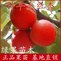 特早大红杏苗508红杏苗早熟红杏树苗南北方种植包