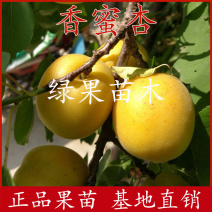 正宗荷兰金亚香蜜杏树苗嫁接苗基地直销品种纯正包邮