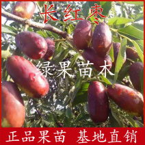 果树苗灵武长枣长红枣树苗鲜枣脆枣嫁接苗基地直销