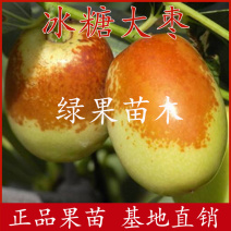 金丝蜜枣苗冰糖大枣无核四号果树苗果大如苹果枣