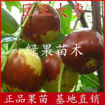 巨王大枣苗大果甜蜜枣南方北方种植基地直销品种纯正