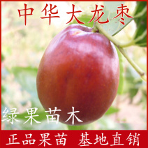 中华大龙枣苗嫁接枣树苗基地直销南方北方种植当年结果
