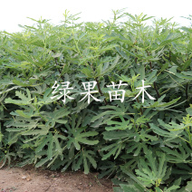 砂糖波姬红金傲芬紫果新疆早黄批发