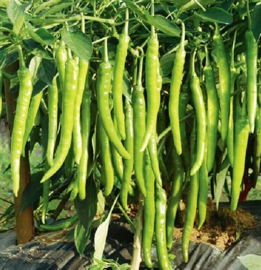 杭椒一号苗 薄皮黄绿皮细长辣椒苗 露天大棚种植 高产