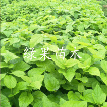 饲料桑树苗雅津蛋白桑高蛋白鸡鸭牛羊猪兔牧草果桑苗