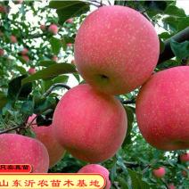 烟台红富士苹果苗红富士冰糖心苹果树苗精品嫁接